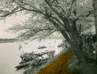 Cherry Tree in Bloom by the Pond at Mukojima Hyakkaen, circa 1900 - 1915