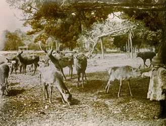 Fallow Deer on the Loose in Nara, circa 1900 - 1915
