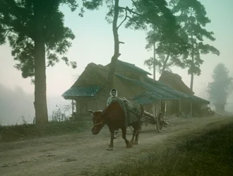 Japanese Farmer with Ox Cart, circa 1900 - 1915