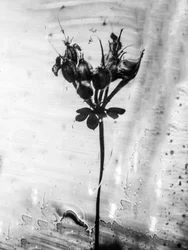 Amid the Flowers 14, 2021