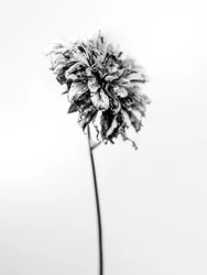 Amid the Flowers 17, 2021