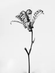 Amid the Flowers 18