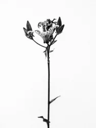 Amid the Flowers 19