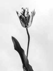Amid the Flowers 71, 2021