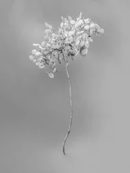 Amid the Flowers 73, 2021