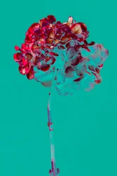 Hydrangea
