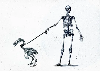 Walking My Dodo