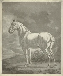 Gray Horse in a Meadow