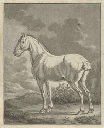 White Horse in a Meadow