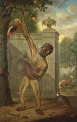 Orangutan from the Zoo of Stadholder Willem V, Picking an Apple