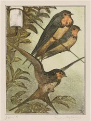 Three Swallows