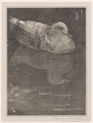 Floating Duck