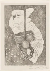 White cockatoo