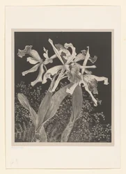 Orchids