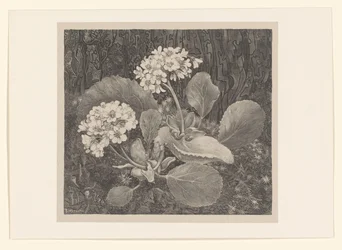 Primula in the Moss (Flower Studies)