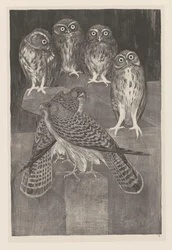 Four Little Owls and Two Kestrels (original series title: Animal Studies)