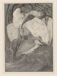 Five Ibises and a Night Heron