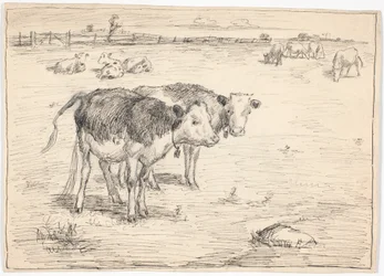 A Couple of Calves on 
