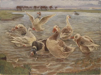 Geese on the Island of Saltholm