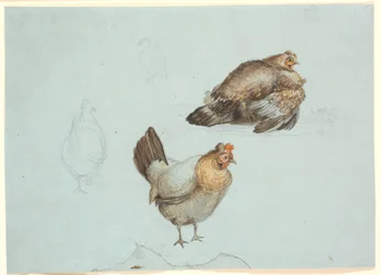 Hens. Study
