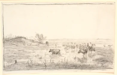 Cows in the Meadows near Mejlgaard
