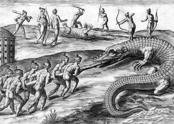 Timucuan indians hunting alligator
