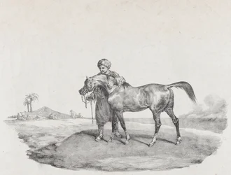 An Arabian Horse