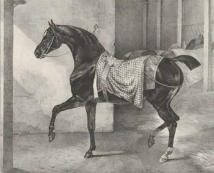 Black Horse Tethered in a Stable, 1822