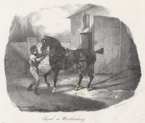 A Mecklembourg Horse