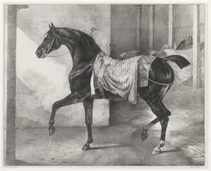 A Black Horse Tethered in a Stable