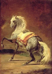 Dappled Grey Horse