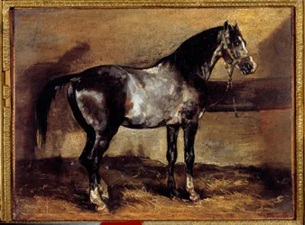 Grey Horse at the Ratelier