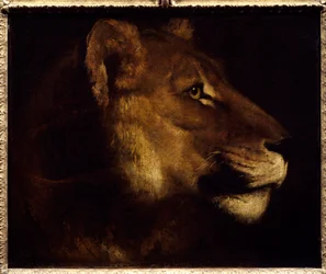 Lioness Head