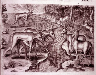 Indians Using Deer Skins to Hunt Other Deer