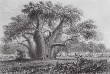 Australia: The Boab Tree
