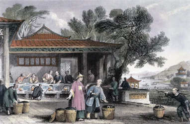 The Culture and Preparation of Tea, China