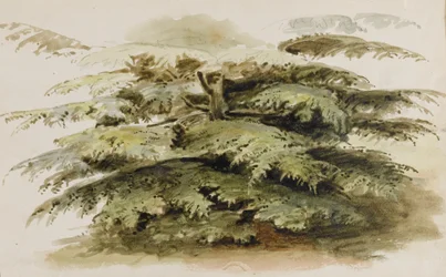 A Study of a Cedar Tree at Merton