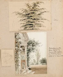 Study of a Cedar Tree