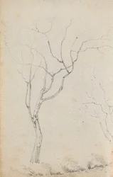 Study of small trees with low shrubs beneath them
