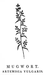 A Woodblock Engraving Depicting a Sprig of Mugwort