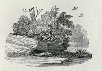 Fox Escaping, from 