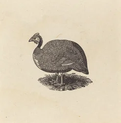 Guinea Hen