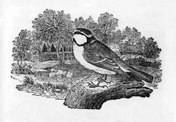 The Blue Titmouse, illustration from 