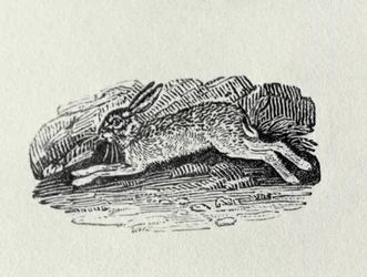 The Hare from 