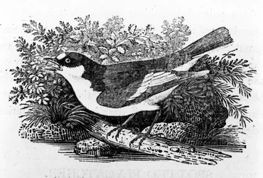 The Pied Flycatcher, illustration from 
