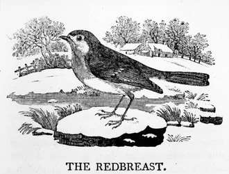 The Redbreast, Illustration from 