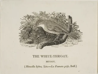 White Throat (Bird)