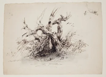 Gnarled Tree Trunks