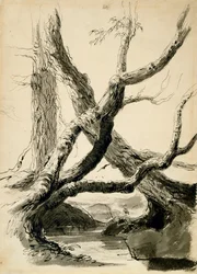 Sketch of Tree Trunks