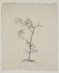 Young Hickory